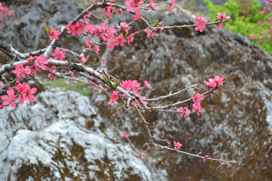 桃花