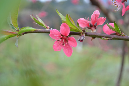 桃花