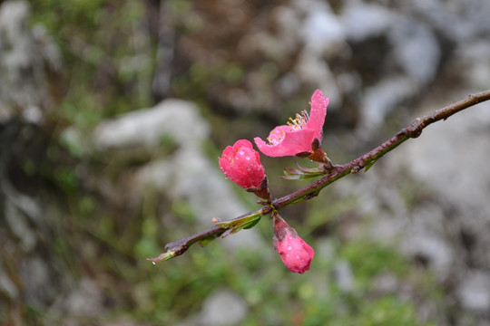 桃花