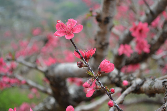 桃花