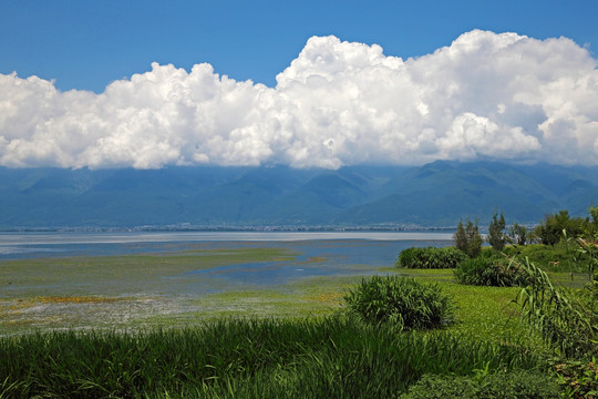 湿地景观