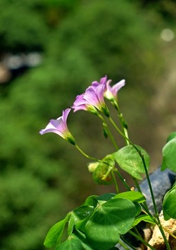野花 酢浆草
