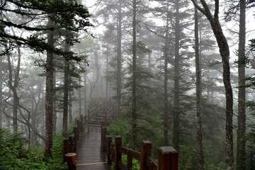 西岭雪山 杉树