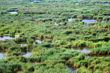 湿地 芦苇 沼泽 自然