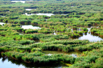 湿地 芦苇 沼泽
