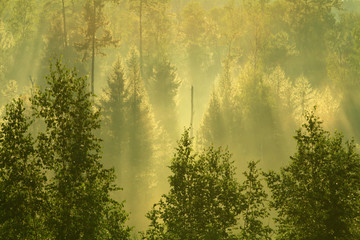森林雾气迷漫