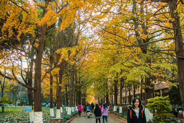 云南昆明大学枫叶美景