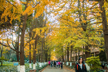 云南昆明大学枫叶美景