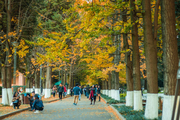 云南昆明大学枫叶美景