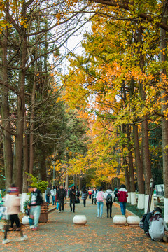 云南昆明大学枫叶美景