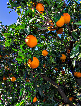 橙树 橙子果实 橙子素材