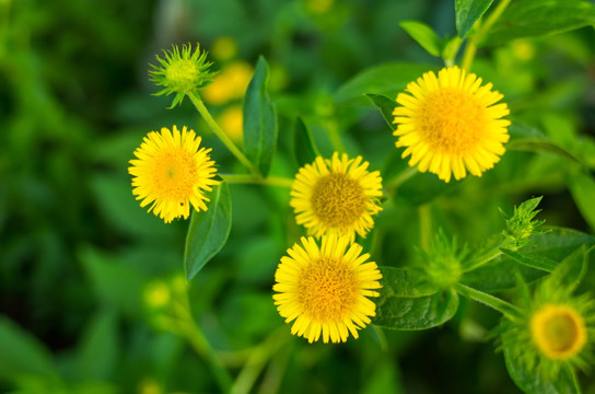 野菊花