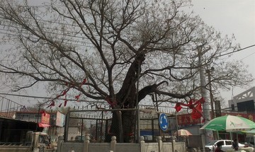 博兴大槐树