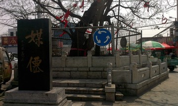 博兴大槐树