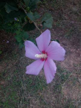 花朵