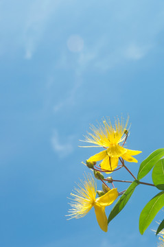 美丽金丝桃花枝