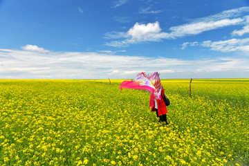 青海 油菜花 风光