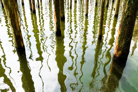 杉树林的水波幻影