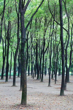 公园小树林
