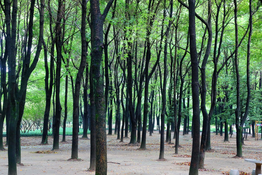 翠绿的公园小树林