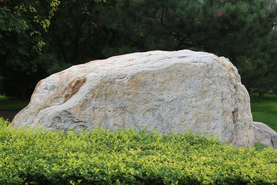 绿丛中的泰山石