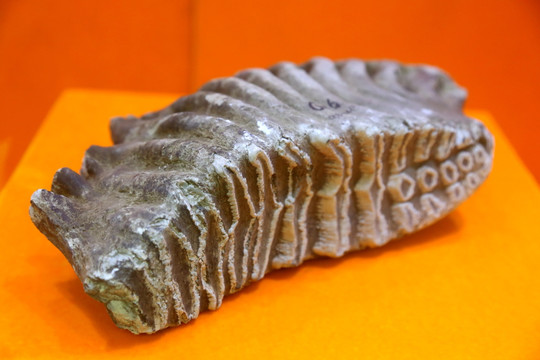 古代象牙的化石