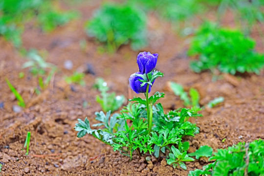 欧洲银莲花