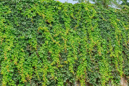 植物背景墙 地锦