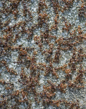 蚂蚁 蚂蚁聚会