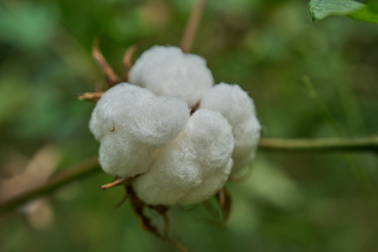 高清白棉花