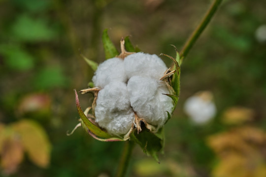 高清白棉花