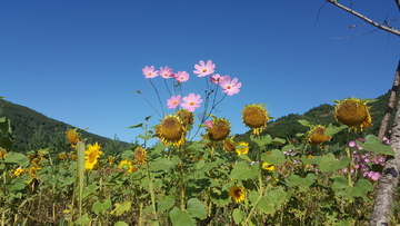 格桑花