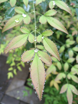 带雨滴的叶子