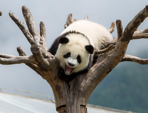 树枝上的大熊猫