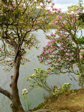 碧塔海杜鹃花