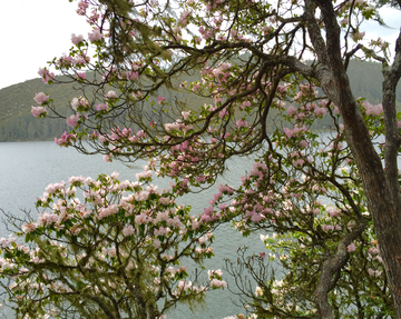 湖边杜鹃花