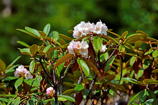 杜鹃花