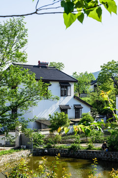 石塘竹海乡村风光