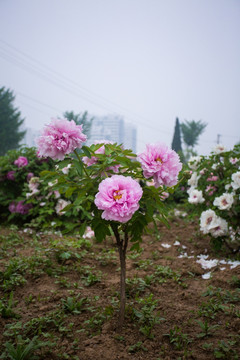 牡丹花