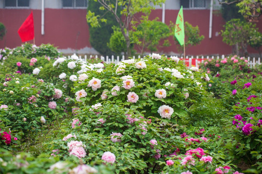 牡丹鲜花