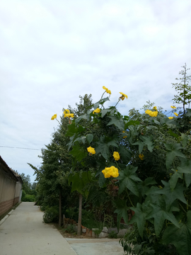 丝瓜花蓝天