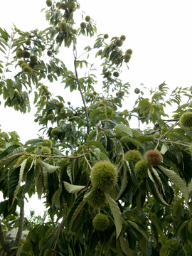 带刺的板栗