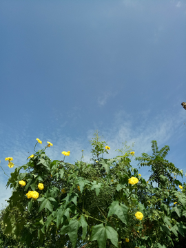 丝瓜花蓝天