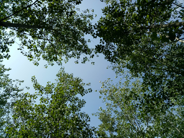 仰拍绿树蓝天