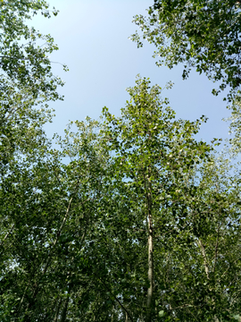 仰拍绿树蓝天