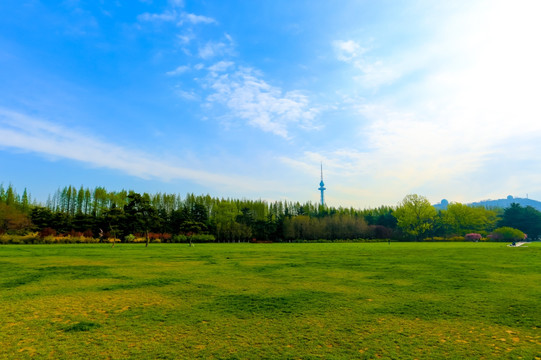 草坪阳光树林