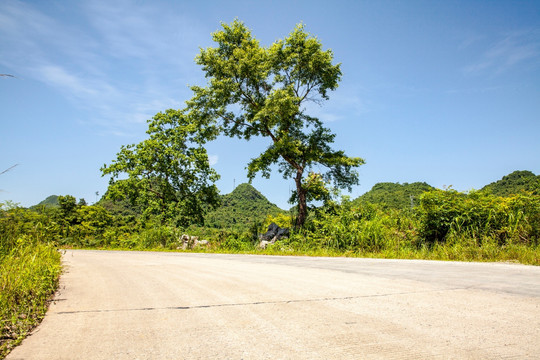 道路落叶