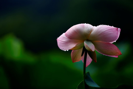 雨荷