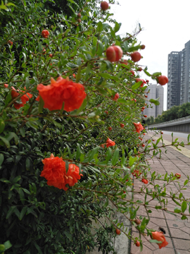 石榴花