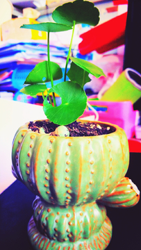 铜钱草
